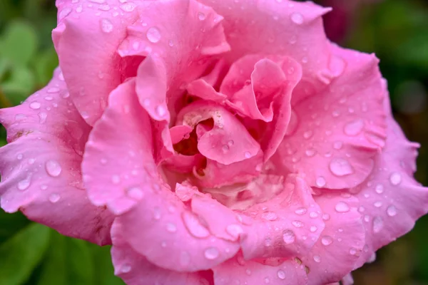 Pembe Bahçe Gül İzole