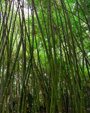 Bambu Orman Arka plan fotoğrafı