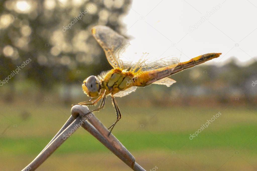 Dragonfly also called darner Isolated