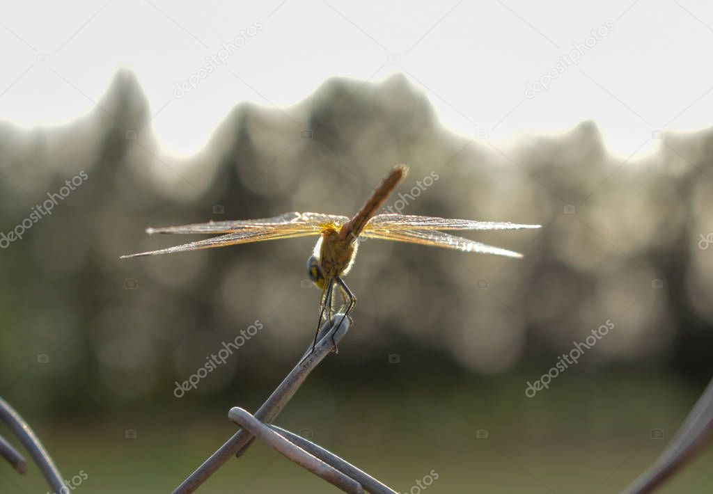 Dragonfly also called darner Isolated