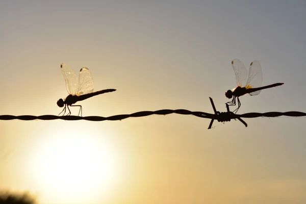 Trollslända Suborder Anisoptera Kallas Också Aeshna — Stockfoto