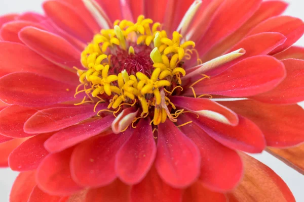 赤いジニアの花孤立 — ストック写真