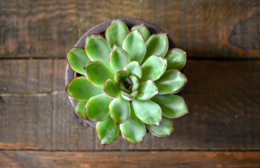 Ahşap masa duvar kağıdı üzerinde Suculent