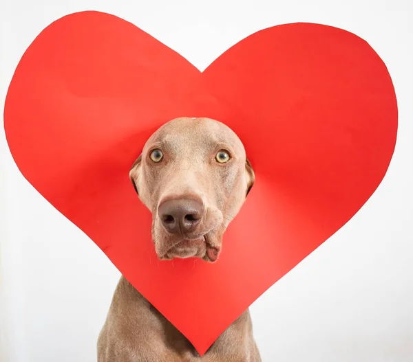 Υπέροχος Σκύλος Κόκκινη Καρδιά — Φωτογραφία Αρχείου