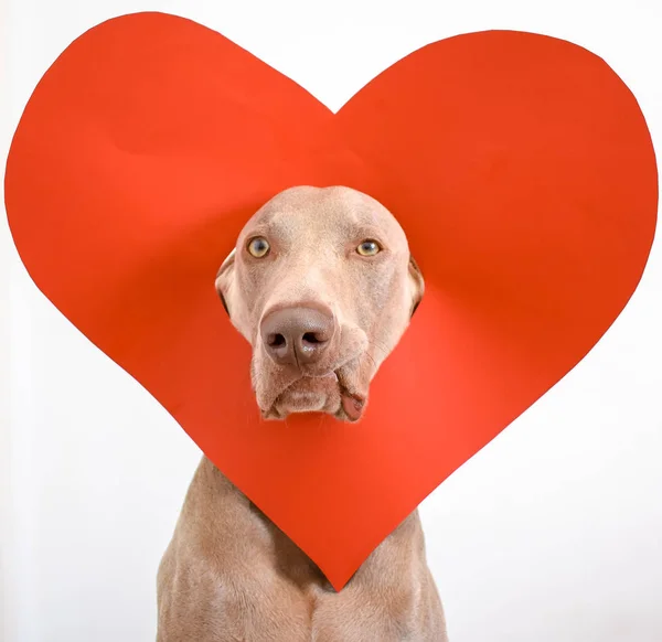 Прекрасна Собака Weimaraner Червоним Серцем — стокове фото