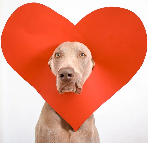 Mooie Weimaraner Hond Met Rood Hart — Stockfoto