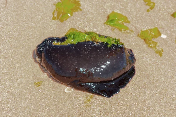 Nadir siyah denizanası Arka Plan