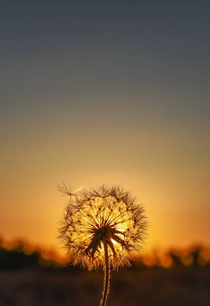 Löwenzahn Auf Dem Hintergrund Des Sonnenuntergangs — Stockfoto