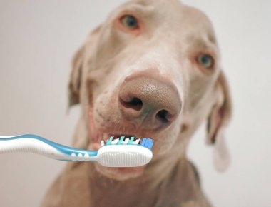 Diş fırçası geçmişi olan Weimaraner köpeği.