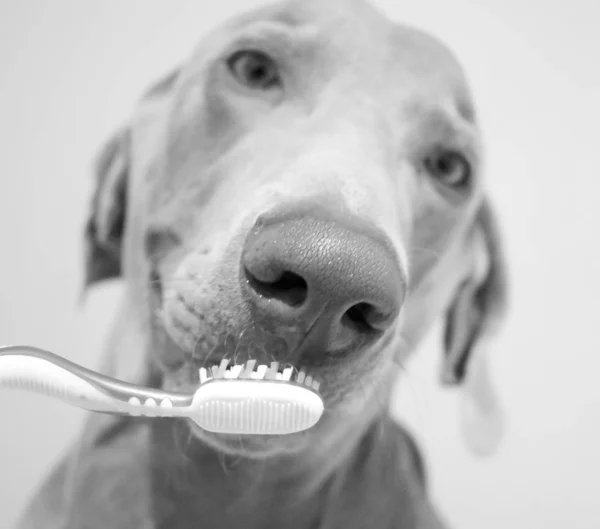 Собака Weimaraner Тлом Зубної Щітки — стокове фото
