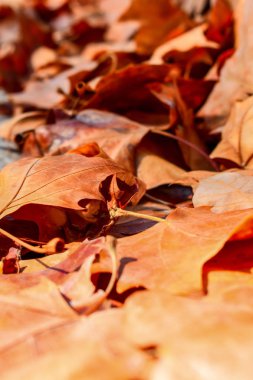 Güzel sonbahar yaprakları arka plan