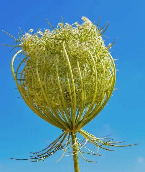 Anthriscus Sylvestris Kuhpetersilie — Stockfoto