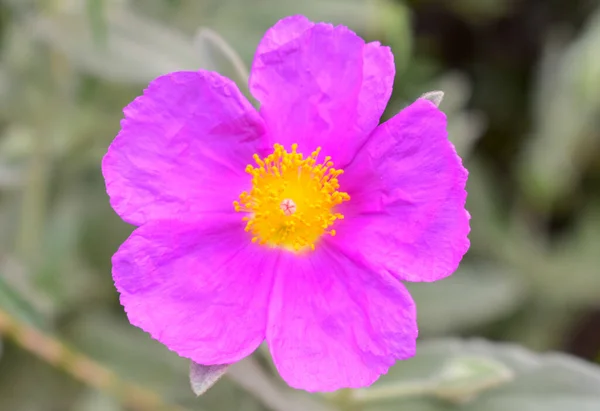 Cistus Albidus Andaluca Nın Vahşi Çiçekleri — Stok fotoğraf