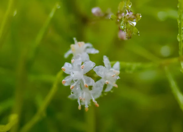 アスパラガスのシダ 春のアスパラガスの花 — ストック写真