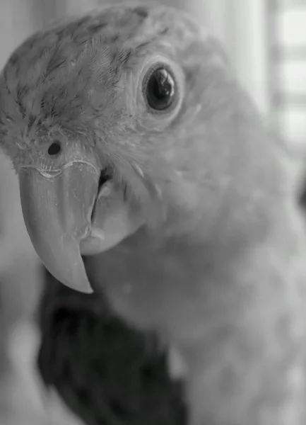 Pionites Leucogaster Bird Photography Black White — Stock Photo, Image