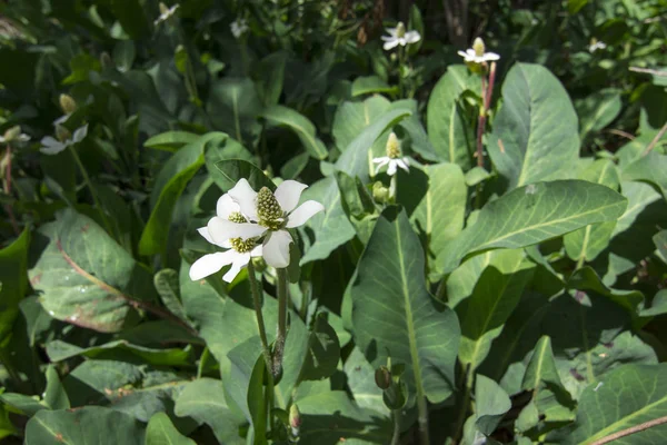 Gyönyörű Fehér Virágzat Anemopsis Californica Yerba Mansa Növények Buja Természeti — Stock Fotó