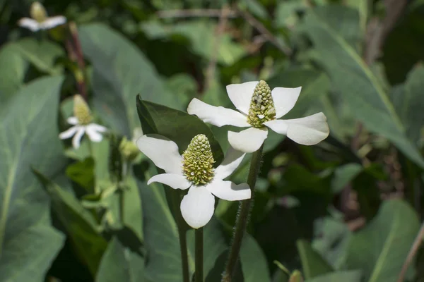 Vértes Fehér Virágzó Virágzat Anemopsis Californica Yerba Mansa Természeti Környezetben — Stock Fotó