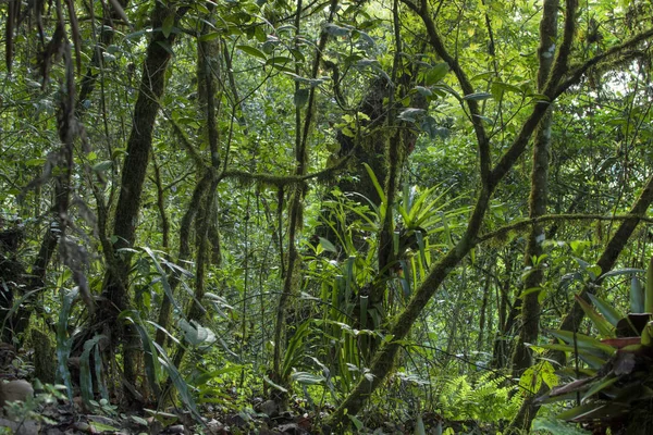 苔むした木 広葉樹の植物 アナナスとチアパス州 メキシコの Huitepec 森の緑豊かな熱帯雨林 — ストック写真