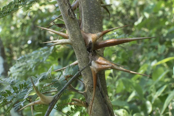 Closeup Vachellia Cornigera Bullhorn Acacia Thorns Branch Natural Environment — Stock Photo, Image