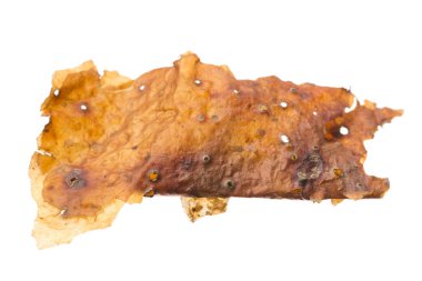 Makro closeup tıbbi Bursera simaruba gumbo-limbo ağaç kabuğu üzerinde beyaz izole 