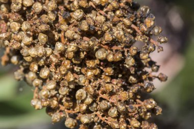 Makro closeup Malosma laurina defne sumak kök üzerinde kümelenmiş sonu çilek
