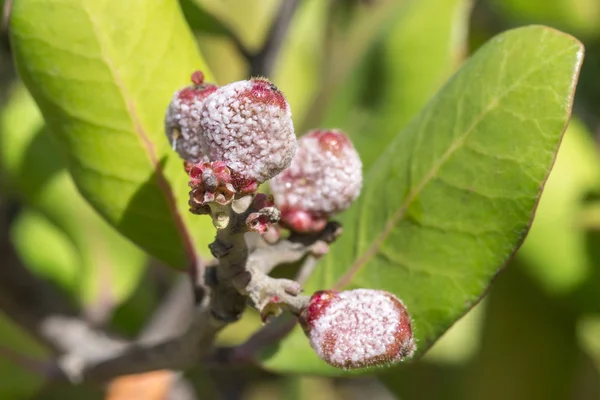 Makro Närbild Mogen Klibbiga Röda Frukter Eriobotrya Integrifolia Lemonade Berry — Stockfoto