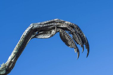 Mavi gökyüzü arka plan üzerinde izole yırtıcı kuş portre keskin pençeleri