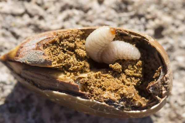 Macro Close Duas Larvas Gorgulho Curculio Bolota Consumindo Dentro Uma — Fotografia de Stock