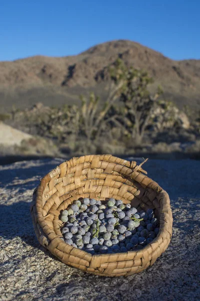 Primitive Basket Filled Fresh Picked California Juniper Berries Late Afternoon — Stock Photo, Image
