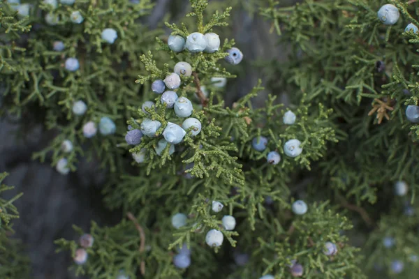 Yakın Çekim Odak Olgun California Ardıç Meyveleri Juniperus Californica Ağaç — Stok fotoğraf