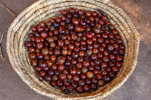 Cesta Rústica Cerca Llena Brillantes Bayas Rojas Xylococcus Bicolor Manzanita — Foto de Stock