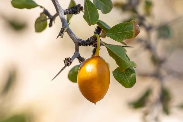 Olgun Ziziphus Parryi Jujube Meyvesinin Doğal Ortamdaki Macro Yakın Çekimi — Stok fotoğraf