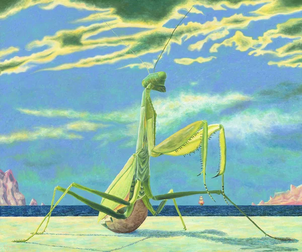 Enorme Mantis Sentado Uma Praia Areia Olhando Para Distância Close — Fotografia de Stock