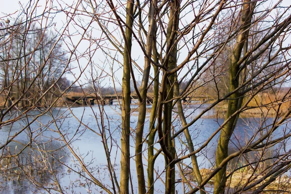 Ветви Молодых Деревьев Листьев Фоне Реки Заднем Плане Деревянный Мост — стоковое фото