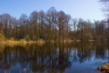Ağaçları ve yansımaları. Meşe ve Kızılağaç ahşap Nehri'nin su yansıması ile. Güzel çizim şube ve şort. Sakin akışı. Clea daha mavi gökyüzü güneşli bahar günü.