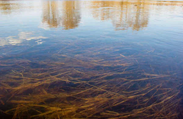 Smooth water surface with a gradient between the underwater and the above-water space. Grass of a water meadow under water and reflection of trees, clouds and sky. Sunny spring morning.