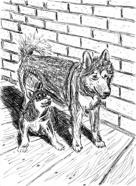 Two funny dogs sitting next to each other. Alaskan Malamutes. Interior of a rural house, brick wall and wooden floor. Pen hand drawing on paper.