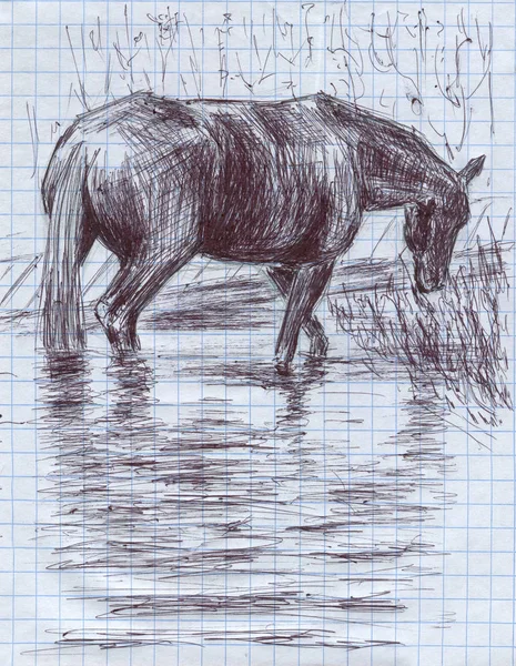 Ένα Μαύρο Άλογο Που Στέκονται Γόνατο Βαθιά Στο Ποτάμι Κομψό — Φωτογραφία Αρχείου