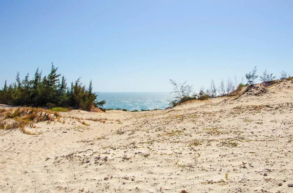 Seascape Słoneczny Wybrzeża Pustyni Białym Piaskiem Roślinność Drzew Iglastych Horyzont — Zdjęcie stockowe