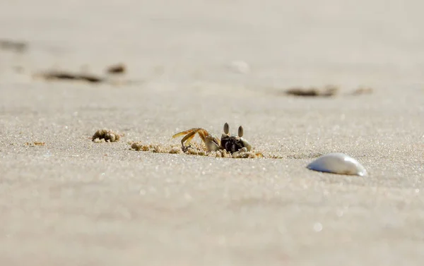Ένα Μικρό Καβούρι Άμμο Ανεβαίνει Από Μια Τρύπα Στην Άμμο — Φωτογραφία Αρχείου