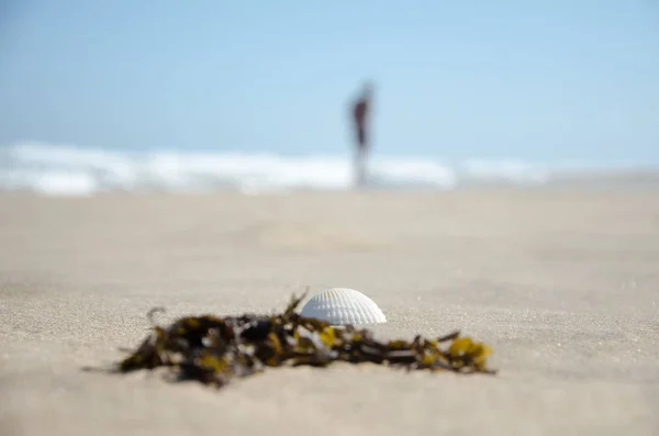 Small Sea Shell Piece Algae Lies Sand Beach Background Sea — Stock Photo, Image