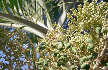 Tembul fındık areca catechu tembul Palm'da demet