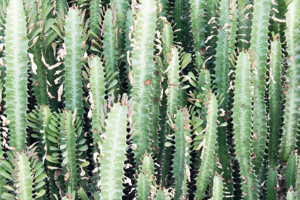 Dense thickets of cactus in the jungle. South Vietnam. — Stock Photo, Image