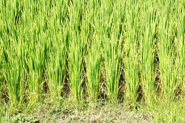 Green rice shoots on a plantation in South Vietnam. — Stock Photo, Image