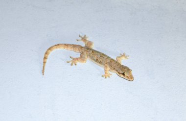 Beton duvara oturan gecko. 