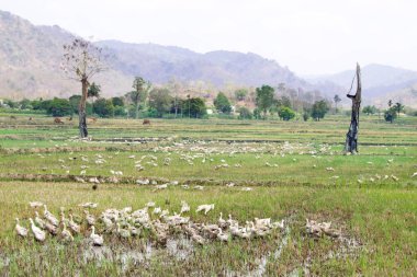 Bir pirinç alan otlatma kaz 