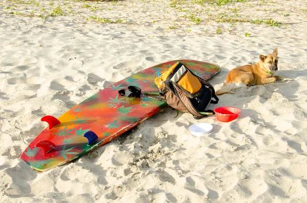 Ein Hund wacht über ein Surfbrett am Sandstrand. — Stockfoto