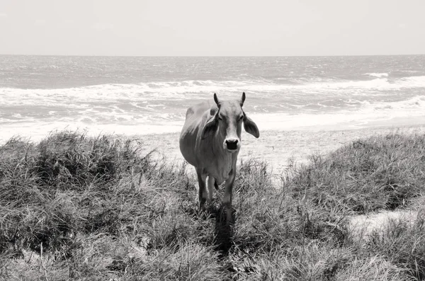 Mucca in mezzo all'erba sulla spiaggia sabbiosa . — Foto Stock