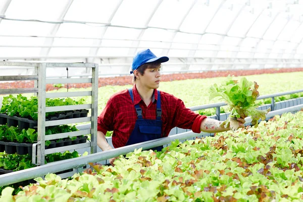 Joven Agricultor Con Racimo Hojas Lechuga Recogerlas Plantación Durante Trabajo —  Fotos de Stock
