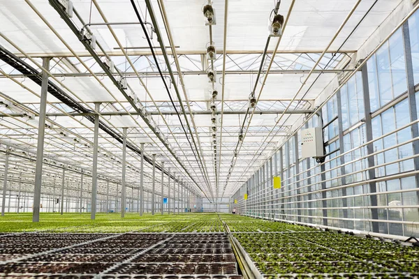 Modern Large Greenhouse Huge Plantation Growing Lettuce Seedlings — Stock Photo, Image